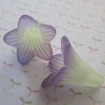 Two Tone Trumpet Flower Gr..
